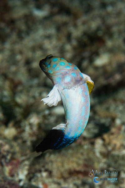 sea of cortez blue spotted jawfish