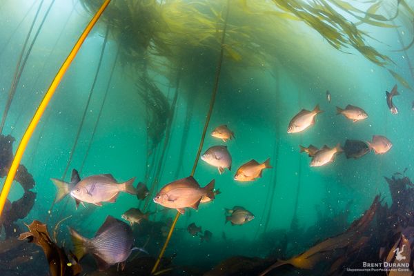 Shallow water underneath the bull kelp. Dive Expedition Photo tips