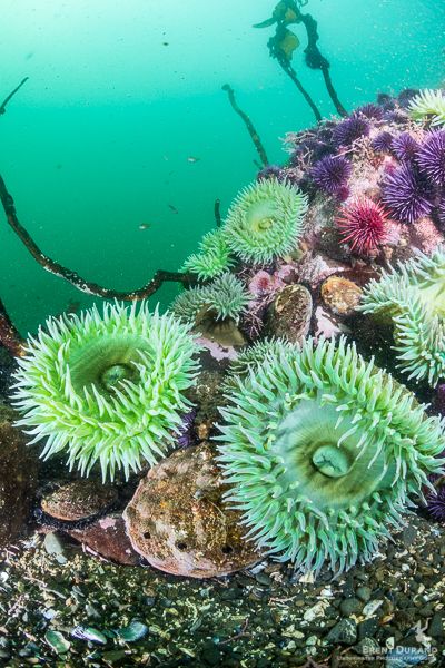 One last Mendocino reefscape. Dive Expedition Photo tips