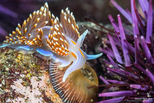 A hermissenda nudibranch on the move. Dive Expedition Photo tips