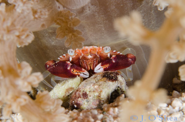 maravagi Solomon Islands