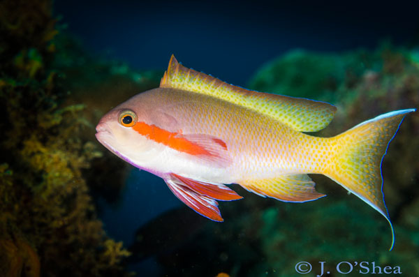 Bonege dive site Solomon Islands