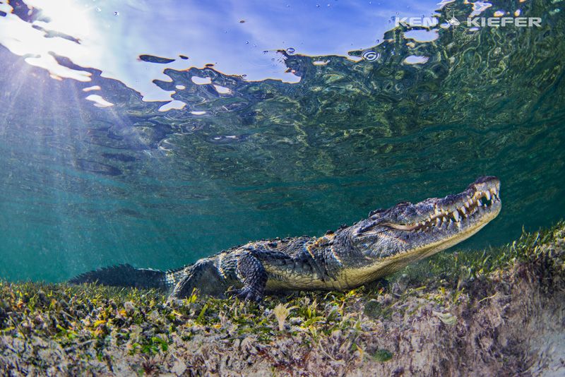 American croc at chinchorro banks