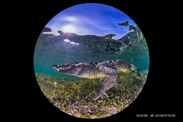 American croc at chinchorro banks