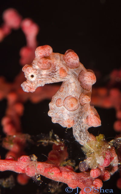 Twin Tunnels Solomon Islands