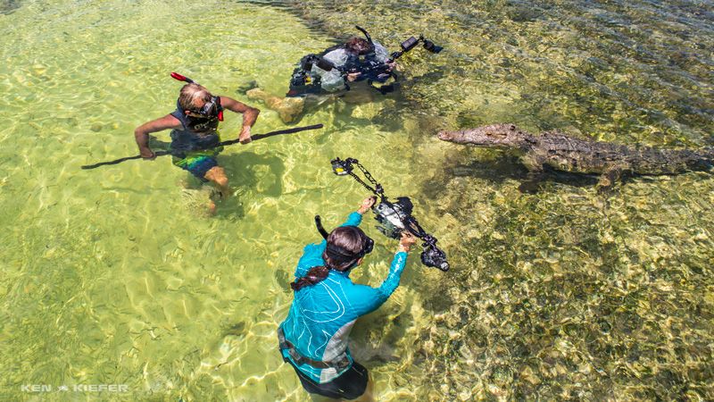 diving with crocs at chincorro