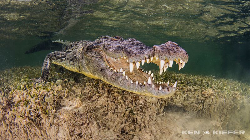 American croc at chinchorro banks
