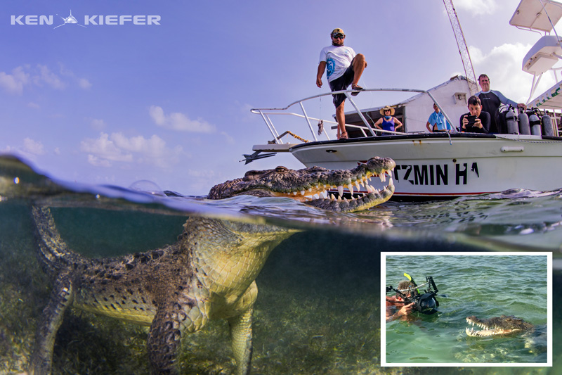 diving with crocs at chincorro