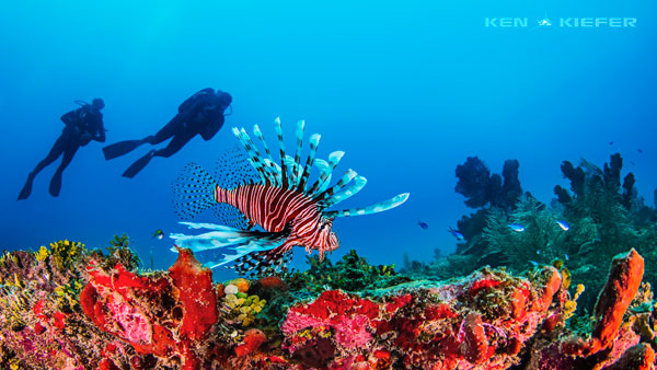 lionfish scuba diving at chinchorro banks
