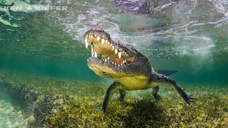 American croc at chinchorro banks