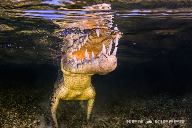 American crocodile at chinchorro banks