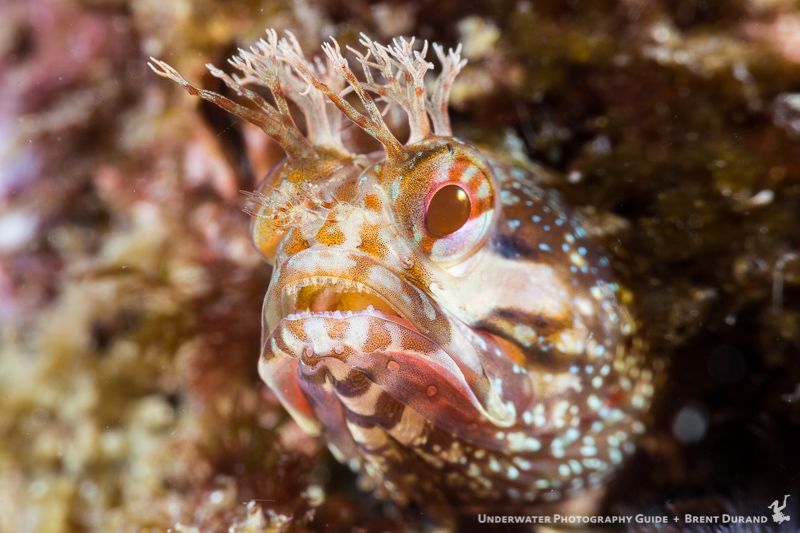 A San Miguel Island resident. San Miguel Island underwater