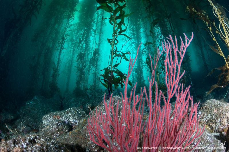 The kelp forest at Santa Cruz Island. Santa Cruz Island underwater