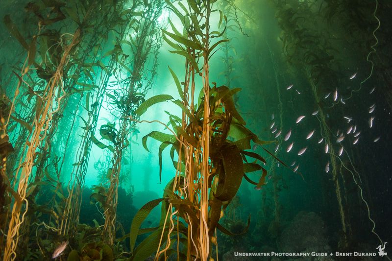 Different depths and sunlight angles can create very different kelp forest scenes. Santa Cruz Island underwater