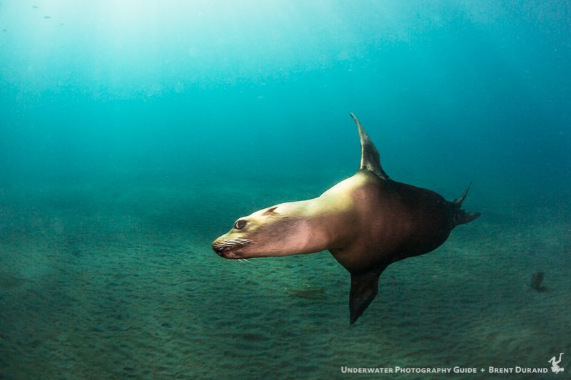 This pilot really enjoyed buzzing the tower. Santa Cruz Island underwater