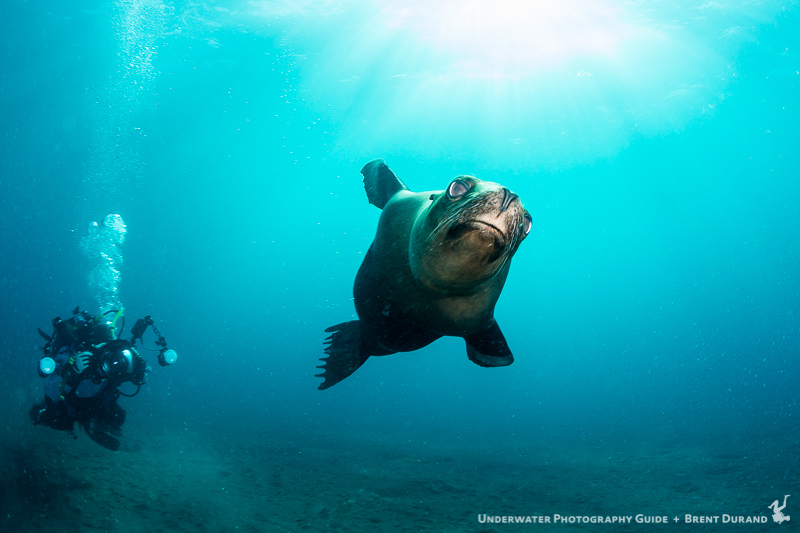 My dive buddies and I had a great session with a very playful and energetic sea lion. Santa Cruz Island underwater