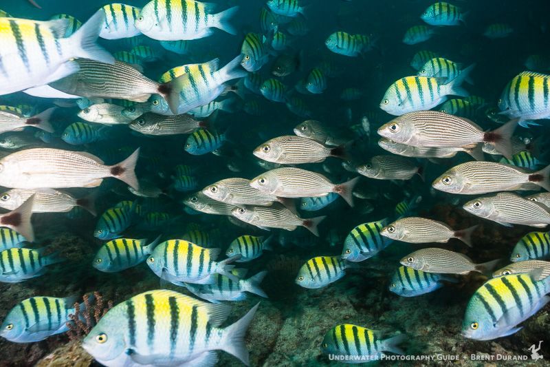 While Cabo Pulmo is known for it's fish biomass, the reefs around La Paz also have dense fish populations. La Paz underwater photos