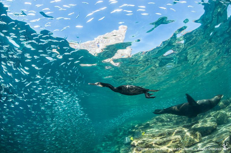 A cormorant swims by a sea lion on a fish-chasing dive. La Paz underwater photos