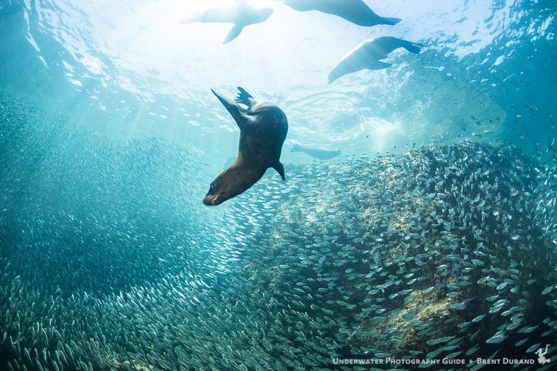 Los Islotes holds its place as one of my favorite dive sites. La Paz underwater photos