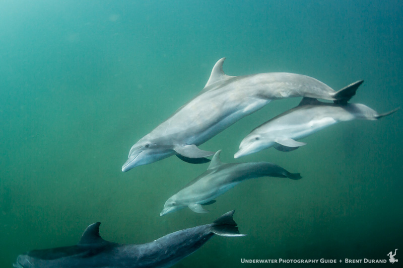 Members of the resident pod of dolphins in La Paz swim under the dive boat. La Paz underwater photos