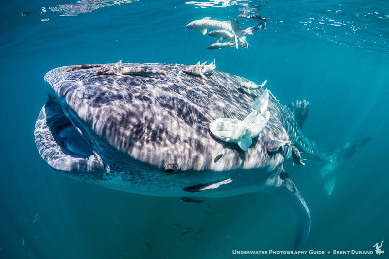 A whale shark with remora armada swims towards the surface for a mouthful of plankton. La Paz underwater photos