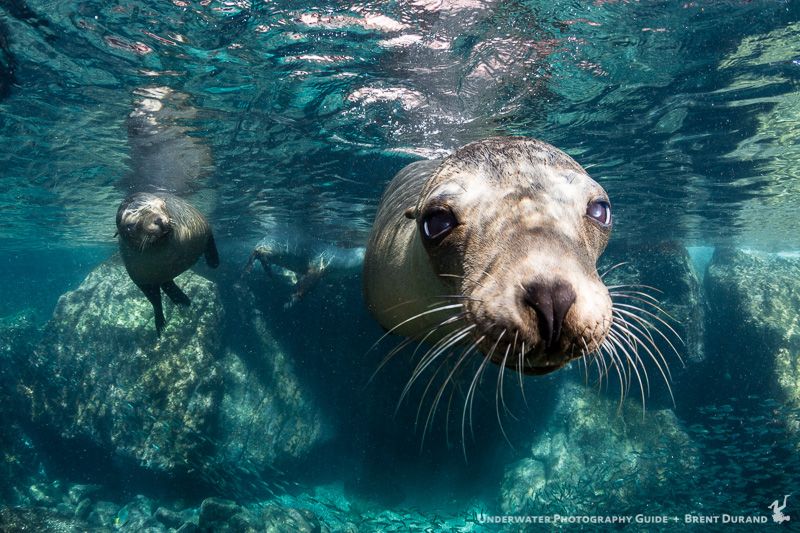 A female sea lion swims in close during a quiet moment away from the rambunctious pups. La Paz underwater photos