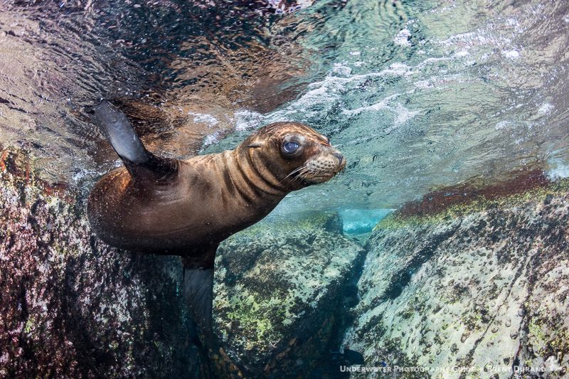 A sea lion pup makes a turn in front of my camera rig. La Paz underwater photos