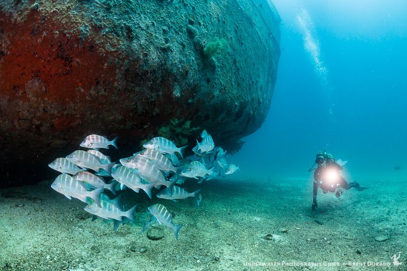 A diver in our group approaches a small school of fish at the Fang Ming wreck. La Paz underwater photos