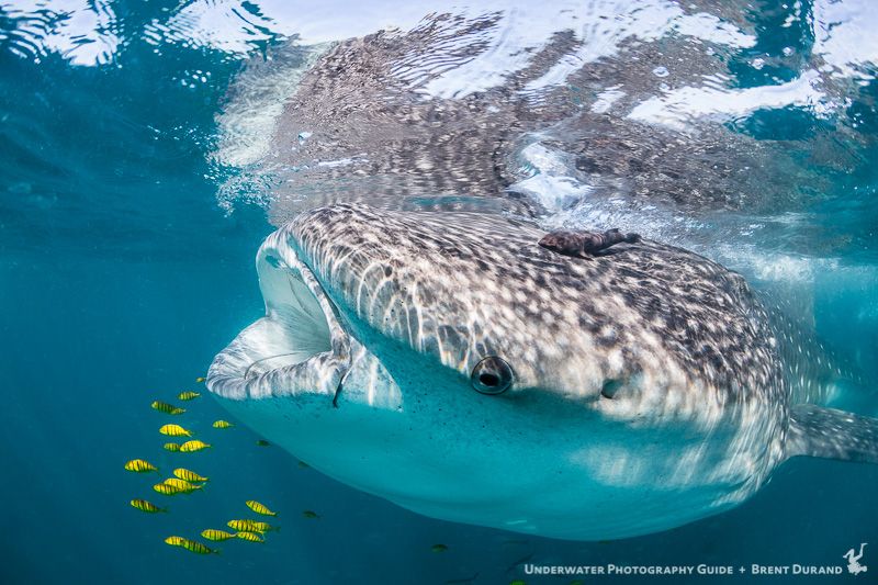 Up close and personal with a whale shark and yellow pilot fish. La Paz underwater photos