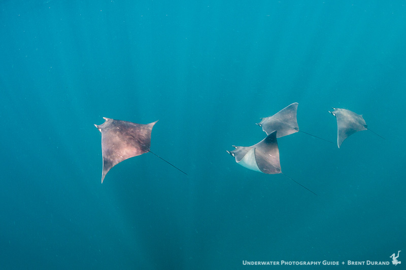 Mobula rays swim by during our longest whale shark swim. La Paz underwater photos