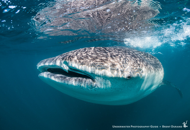 Whale shark portrait in clear blue water. La Paz underwater photos