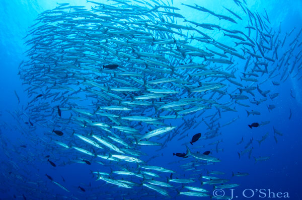 Mary island Solomon Islands