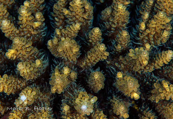 Acropora sp. coral; Nikon D800, Subal Housing, dual Inon Z-240 Strobes, set manual, F/22, 1/125sec, ISO 400, 105mm Nikkor Micro