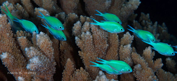 Blue-Green Chromis; Nikon D800, Subal Housing, dual Inon Z-240 Strobes, set manual, F/22, 1/160sec, ISO 200, 105mm Nikkor Micro