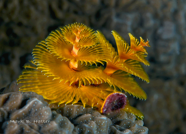 Christmas Tree Worm; Nikon D800, Subal Housing, dual Inon Z-240 Strobes, set manual, F/22, 1/125sec, ISO 400, 105mm Nikkor Micro