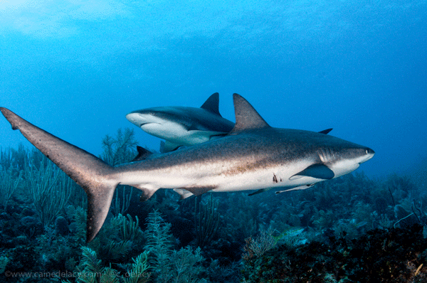 Nikon D300, Tokina 10-17, ISO 500, 17mm, 1/250 at f/13