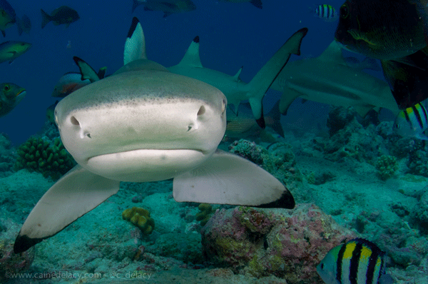 Nikon D300, Tokina 10-17, ISO 100, 17mm, 1/250 at f/8