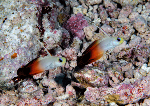 Fire Dartfish; Nikon D800, Subal Housing, dual Inon Z-240 Strobes, set manual, F/32, 1/125sec, ISO 400, 105mm Nikkor Micro