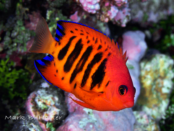 Flame Angelfish; Nikon D800, Subal Housing, dual Inon Z-240 Strobes, set manual, F/32, 1/125sec, ISO 400, 105mm Nikkor Micro