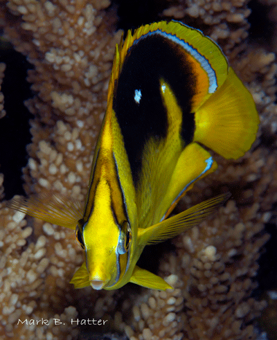 Four-Spot Butterflyfish; Nikon D800, Subal Housing, dual Inon Z-240 Strobes, set manual, F/22, 1/160sec, ISO 200, 105mm Nikkor Micro