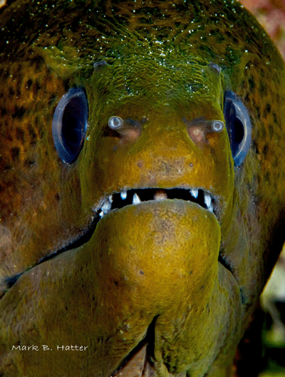 Moray Eel; Nikon D800, Subal Housing, dual Inon Z-240 Strobes, set manual, F/22, 1/125sec, ISO 400, 105mm Nikkor Micro