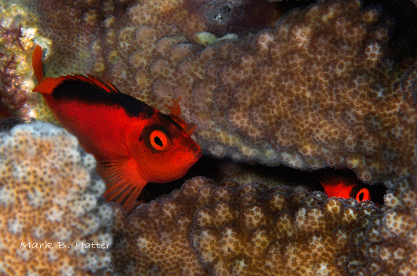 Flame Hawkfish; Nikon D800, Subal Housing, dual Inon Z-240 Strobes, set manual, F/22, 1/125sec, ISO 400, 105mm Nikkor Micro
