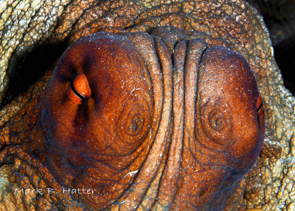 Octopus; Nikon D800, Subal Housing, dual Inon Z-240 Strobes, set manual, F/32, 1/125sec, ISO 400, 105mm Nikkor Micro