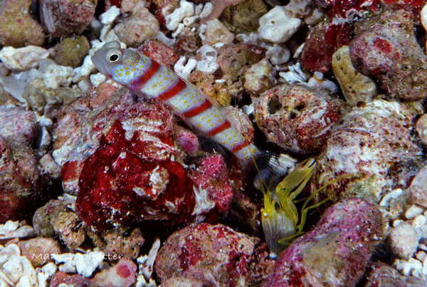 Red-Banded Shrimp Goby with Alpheus shrimp; Nikon D800, Subal Housing, dual Inon Z-240 Strobes, set manual, F/22, 1/125sec, ISO 400, 105mm Nikkor Micro