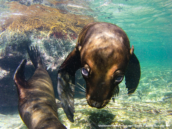 La Paz Sea Lion at Los Islotes