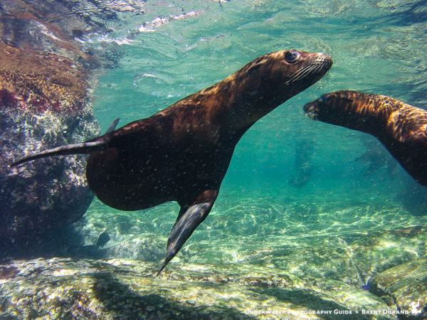 La Paz Sea Lion at Los Islotes