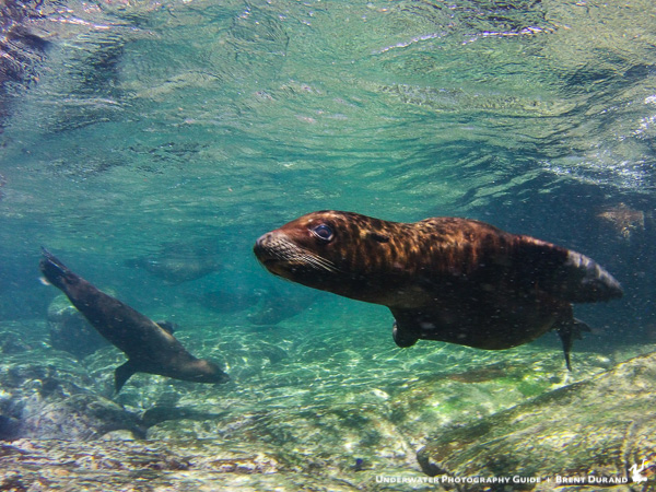 La Paz Sea Lion at Los Islotes