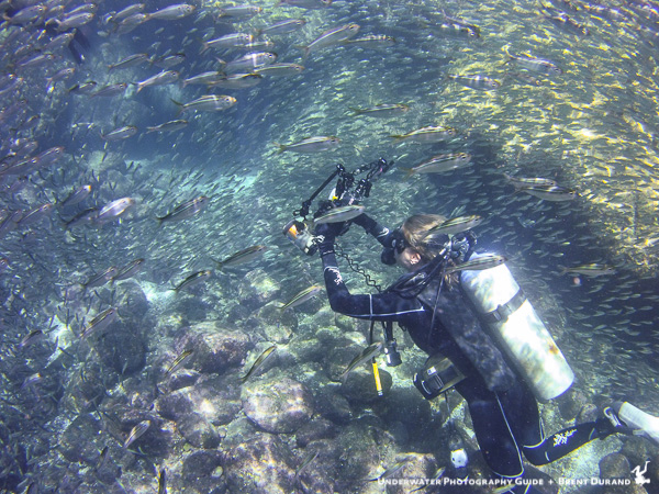La Paz Sea Lion at Los Islotes