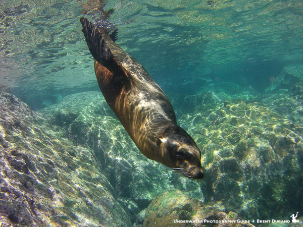 La Paz Sea Lion at Los Islotes