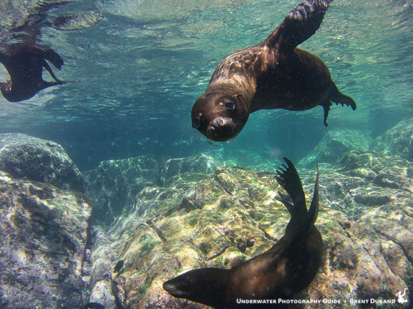 La Paz Sea Lion at Los Islotes